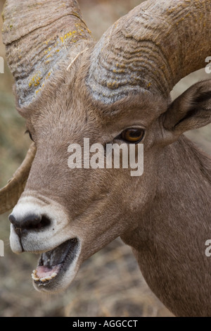 Porträt einer vom Aussterben bedrohten Halbinsel Bighorn RAM mit offenem Mund Stockfoto