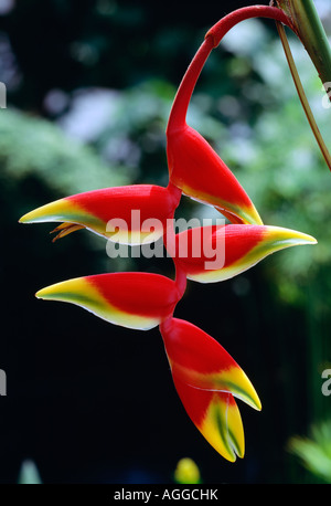 Hummergreifer (L. Heliconiaceae) Phipps Konservatorium, Schenley Park, Pittsburgh, Allegheny County, Pennsylvania, USA Stockfoto