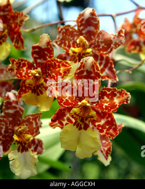 Einige entdeckt gelbe und orange Orchideen, in einer Gruppe Stockfoto