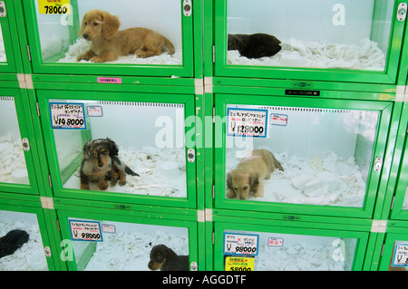 Zoohandlung mit Welpen zu verkaufen, Shinjuku, Tokio, Japan Stockfoto