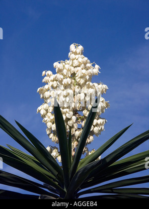 Spanischer Dolch-Pflanze (Yucca Treculeana) in Blüte, Costa Del Sol, Spanien, Europa, Stockfoto