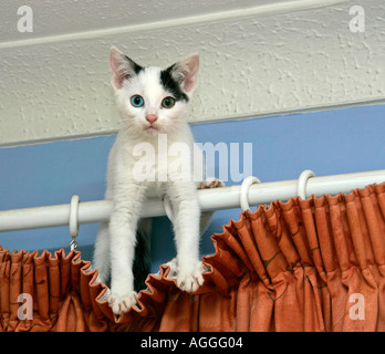 Junge schwarz-weisse Katze (Felis catus) mit sich selbst sitzen auf Vorhang pole Nach dem Klettern bis die Vorhänge zufrieden Stockfoto