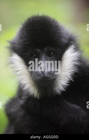 Gelbe Wangen Gibbon Gibbon schwarzen männlichen Hylobates gabriellae Stockfoto