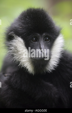 Gelbe Wangen Gibbon Gibbon schwarzen männlichen Hylobates gabriellae Stockfoto