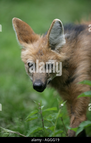 Mähnenwolf - Chrysocyon brachyurus Stockfoto