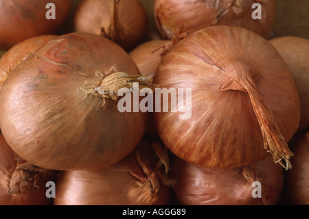 Allium Cepa (Aggregatum Group) "Rote Sonne". Schalotte setzt bereit für die Bepflanzung Stockfoto