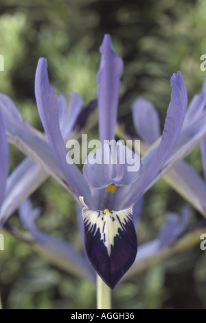 Iris Reticulata "Marquerite". Stockfoto