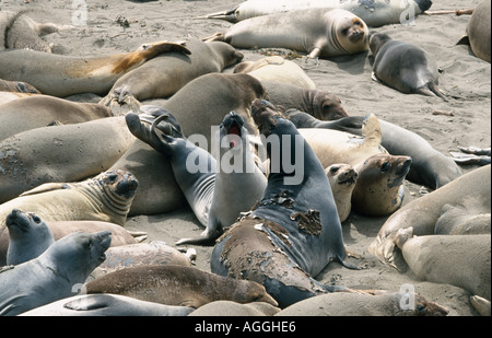 kämpfen See-Elefanten an Punkt Piedras Blancas pazifische Küste Highway one in der Nähe von San Simeon Kalifornien Usa Stockfoto