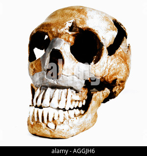 Schädel eines prähistorischen Primaten (Homo Neanderthaleusis), Neandertaler Stockfoto