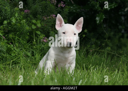 Englischer Bullterrier Miniatur Welpen Hund Stockfoto