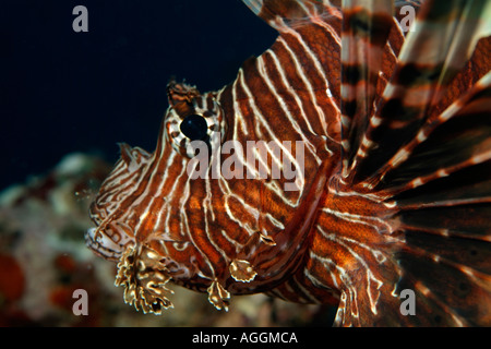 Malediven Baa Atoll Dahofanu A gemeinsame Rotfeuerfisch Pterois Volitans Stockfoto