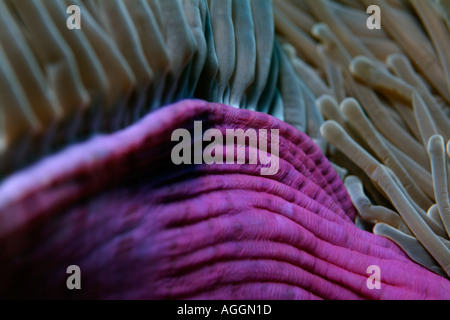 Eine herrliche Seeanemone Heteractis magnifica Stockfoto