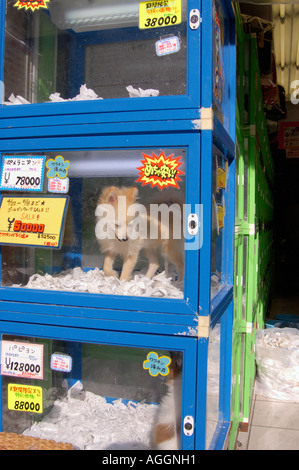 Zoohandlung mit Welpen zu verkaufen, Shinjuku, Tokio, Japan Stockfoto