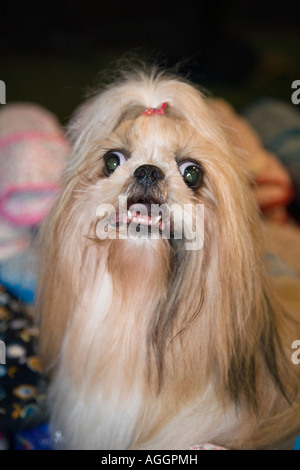 Cross eyed langhaarigen Hund; 'Angry Dogs' Porträt von Angry Pekingese Dog Rasse zeigt Zähne, Schielen & Schnappen. Thailand Haustier mit Band im Haar. Stockfoto