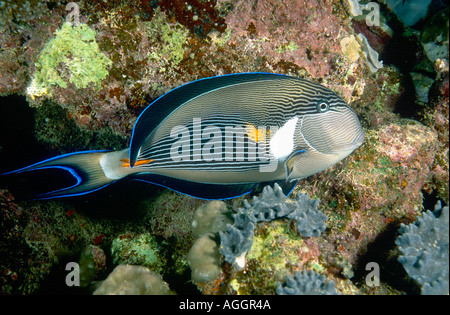 Rotes Meer-Doktorfisch, roten Meer Clown Chirurg, Doktoren Doktorfisch (Acanthurus Doktoren) vor Riff, Nacht, Ägypten, Rotes Meer, Mar Stockfoto