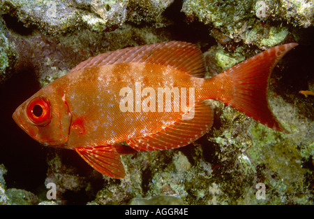 Lunar-tailed Bullseye, Halbmond-Tail Großaugenthun, Moontail Bullauge (Priacanthus Hamrur), Ägypten, Rotes Meer, 05 Mar. Stockfoto