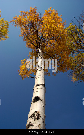 Silber-Birke im Herbst Yellowstone NP USA Stockfoto
