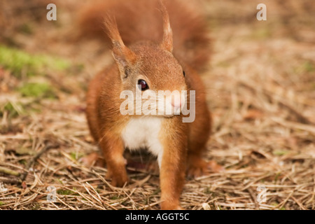 Eichhörnchen Stockfoto