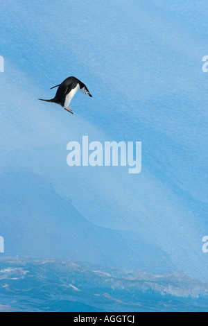 Kinnriemen Pinguin Pygoscelis Antarctica auf blauen Eisberg South Orkney Inseln Antarktis Januar 2007 Stockfoto