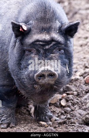 Vietnamesischen Pot bellied Schwein Sus Scrofa Domestica Haustier Stockfoto