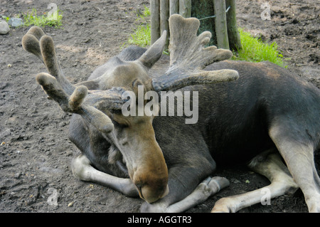 ruhenden Elch/Elch, Skansen Zoo, Stockholm, Schweden Stockfoto