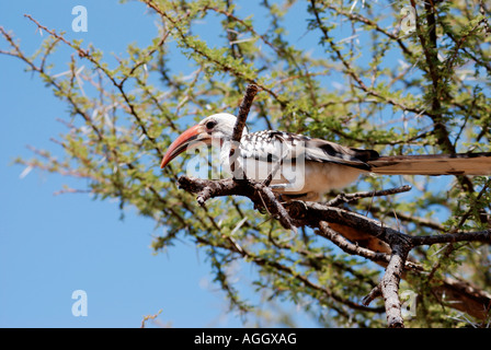 Rot in Rechnung gestellt Hornbill in einer Akazie Samburu National Reserve Kenia in Ostafrika Stockfoto