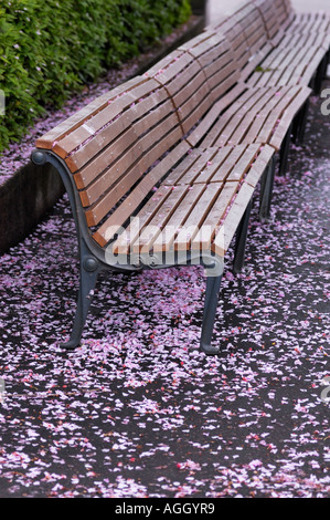 gefallenen Kirschbaum verlässt um Parkbank, Ueno Zoo, Tokyo, Japan Stockfoto