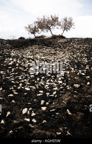 Italien, Abruzzen, Roccamorice - 2007. Waldbrand Stockfoto