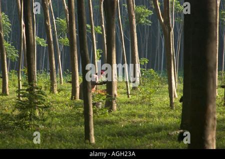 Gummibaum Gummi tippen und Thailändische Arbeiter sammeln Gummibaum sap in einem südlichen Thailand Gummibaum Plantage. Stockfoto