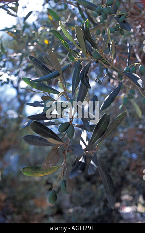 lteste Olivenbaum in Zakynthos. 2000 Jahre alten Olivenbaum in Exo Hora  Stockfotografie - Alamy