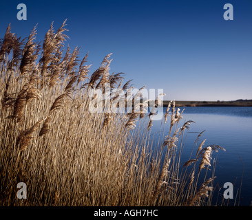 Überflutete Kiesgruben in Higham Kent Vereinigtes Königreich Stockfoto