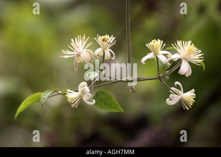 Traveller es Joy (alten Mannes Bart) Clematis Vitalba in Blume @ Potteric Carr Nature Reserve Süd Yokshire Stockfoto