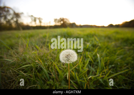 Ein Löwenzahn in einem Heu-Feld in Ipswich, Massachusetts USA Stockfoto