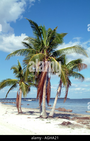 Strand und Palmen Bäume auf Captiva Island auf Pine Island Sound SW Florida fl USA Stockfoto