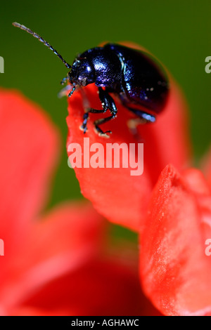 Käfer Chrysomelidae Melasoma Aenea Nizza Frankreich Stockfoto