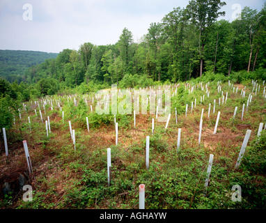 Clearcut neu bepflanzt, in der Nähe von Chapman State Park, Allegheny National Forest, Warren County, Pennsylvania, USA Stockfoto
