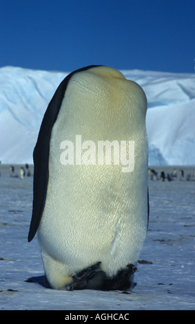 Kaiserpinguine putzen auf Meereis im Weddellmeer, Antarktis Stockfoto