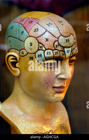 ein Modell des menschlichen Gehirns Stockfoto