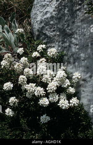 Einfassung Schleifenblume, immergrüne Schleifenblume (Iberis Sempervirens), blühende Pflanze zwischen Felsen, Griechenland, Pangaeon Stockfoto
