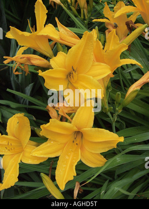 Gelbe Taglilie (Hemerocallis Citrina), Blume Stockfoto