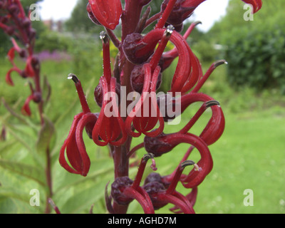 Des Teufels Tabak, Kardinal Blume, Blumen, Tobaco del Diabolo (Lobelia Tupa) Stockfoto