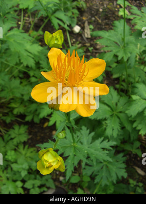 Chinesische Globeflower, orangefarbene Trollblume (Trollblume Chinensis 'Golden Queen', Trollblume Chinensis Golden Queen), blühen Stockfoto