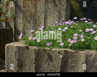 Swan River Daisy, schneiden Blatt Gänseblümchen (Brachyscome Multifida, Brachycome Multifida), in einem Behälter aus Beton Stockfoto