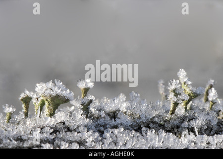 Cladonia (Cladonia Digitata), Apothecia mit Eis bedeckt Stockfoto