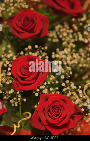 Rote Rosen mit Schleierkraut Stockfoto