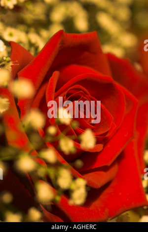 Rote Rosen mit Schleierkraut Stockfoto