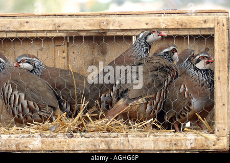 Rothuhn (Alectoris Rufa), in einem Käfig, Spanien Stockfoto