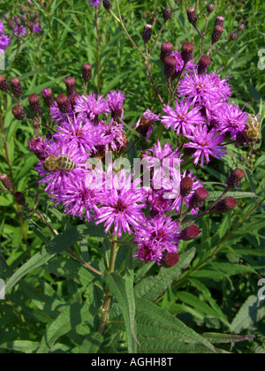 Riesen-Wolfsmilch, hohe Wolfsmilch (Vernonia Gigantea, Vernonia Altissima), blühen Stockfoto