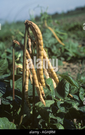 Reife Kuh Schoten an der Pflanze erntereif Philippinen Stockfoto