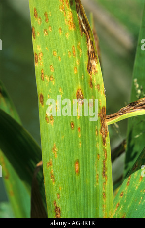 Iris Blattflecken Mycosphaerella Macrospora spotting auf Iris verlässt Stockfoto